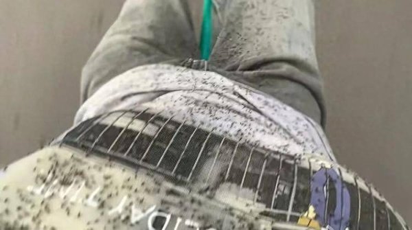 点点盈 游客称内蒙古阿尔山现大量飞虫，“满脸都是，眼睛都睁不开”，景区：不咬人，尽量不穿鲜艳颜色的衣服